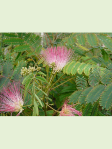 Albizia julibrissin ombrella 'Boubri' / Arbre à soie