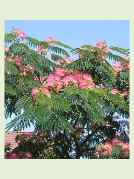 Albizia julibrissin ombrella 'Boubri' / Arbre à soie