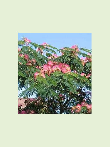 Albizia julibrissin ombrella 'Boubri' / Arbre à soie