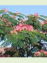 Albizia julibrissin ombrella 'Boubri' / Arbre à soie