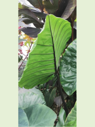 Alocasia 'Black Stem'