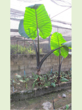 Alocasia 'Black Stem'