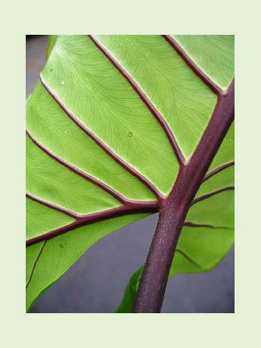 Alocasia 'Black Stem'