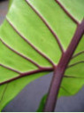 Alocasia 'Black Stem'