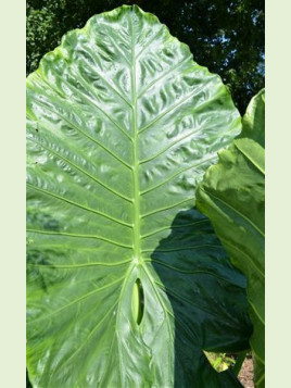 Alocasia 'Borneo giant'