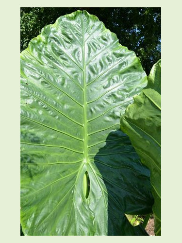 Alocasia 'Borneo giant'