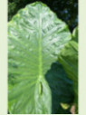 Alocasia 'Borneo giant'