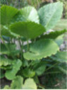 Alocasia Gagaena California