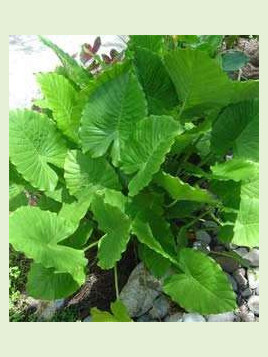 Alocasia Gagaena California