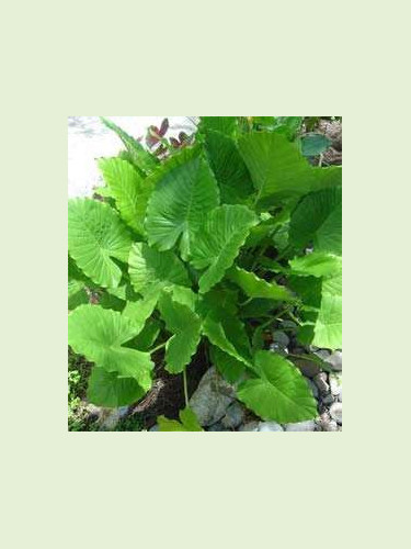 Alocasia Gagaena California