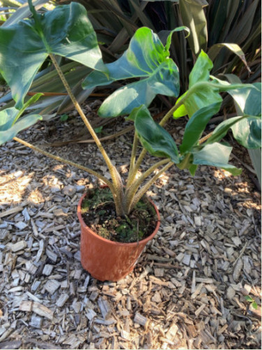 Alocasia stringray