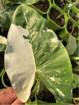 Alocasia macrorrhiza variegata