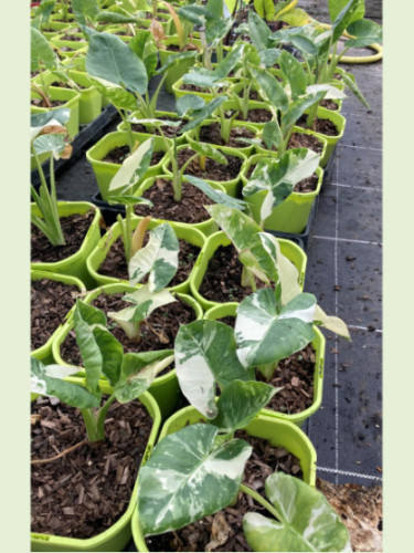 Alocasia macrorrhiza variegata