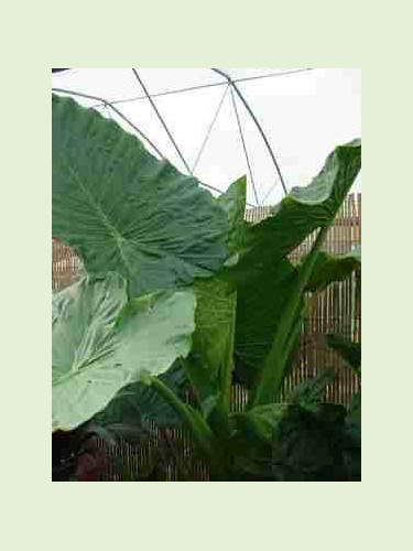 Alocasia 'Calidora'