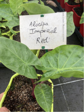 Alocasia 'Imperial red'