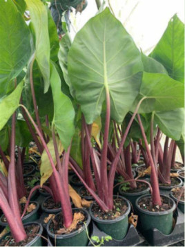 Alocasia 'Imperial red'