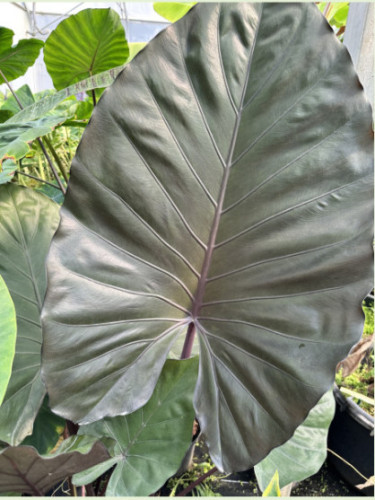 Alocasia 'Metalhead'