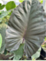 Alocasia 'Metalhead'