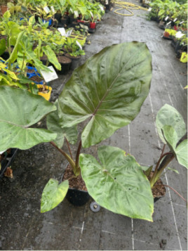 Alocasia 'Metalhead'