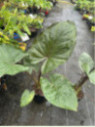 Alocasia 'Metalhead'