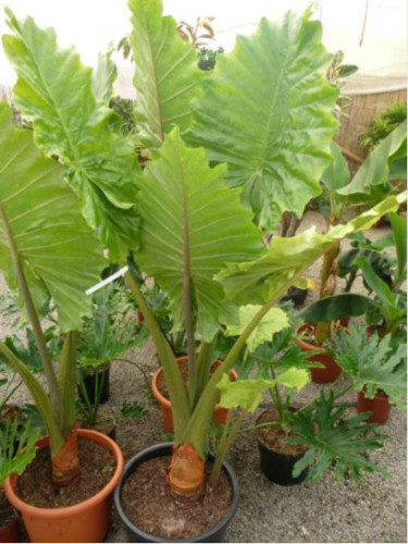 Alocasia Portodora