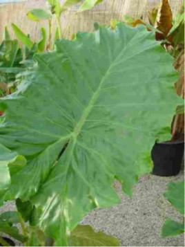 Alocasia Portodora