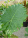 Alocasia Portodora