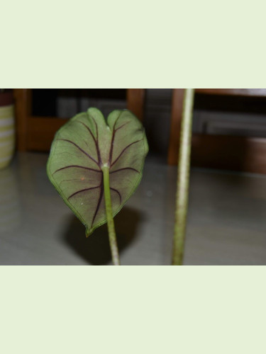 Alocasia princeps 'Purple cloak'