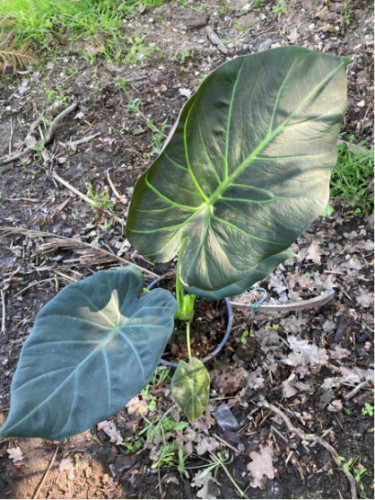 Alocasia 'Regal shield' (européen)