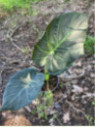 Alocasia 'Regal shield' (européen)