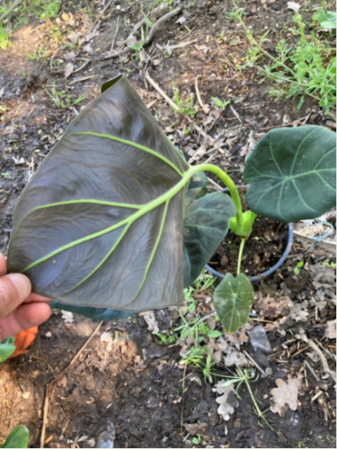 Alocasia 'Regal shield' (européen)