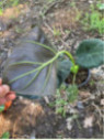 Alocasia 'Regal shield' (européen)