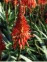 Aloe Arborescens