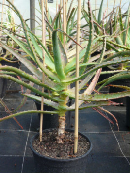 Aloe Arborescens