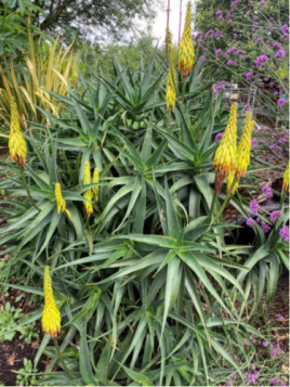 Aloé striatula / Aloé arbustive jaune