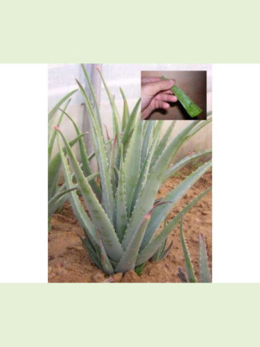 Aloe Vera