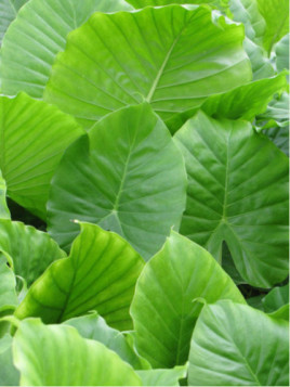 Alocasia odora ( california)