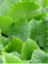 Alocasia odora ( california)