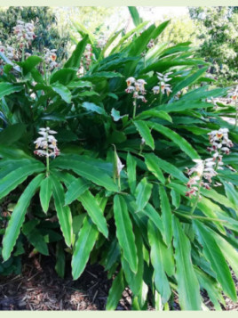 Alpinia formosana