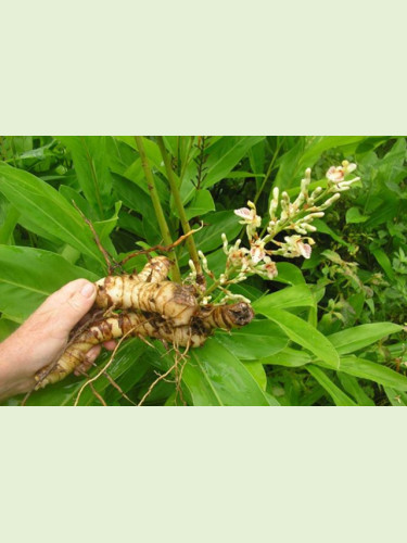 Alpinia galanga Alpinia officinarum