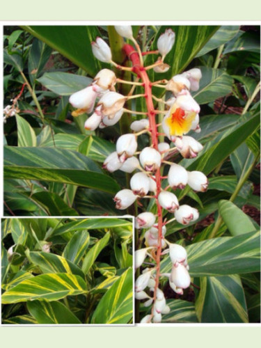 Alpinia Zerumbet Variegata