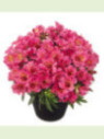 Alstroemeria inticancha 'malaga pink' / Lis des Incas