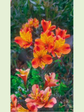 Alstroemeria garden indian summer bicolore