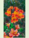 Alstroemeria garden indian summer bicolore