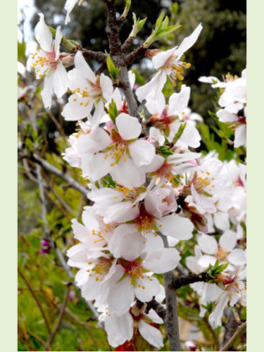 Prunus dulcis 'marcona' / Amandier (autofertile)