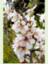 Prunus dulcis 'marcona' / Amandier (autofertile)