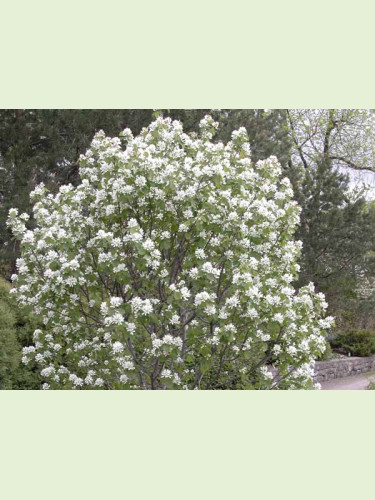 Amelanchier ovalis (rotundifolia) / Amelanchier des bois