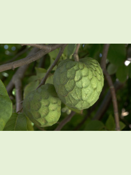 Annona cherimola fine del jete , Cherimoyo, cherimoya greffé