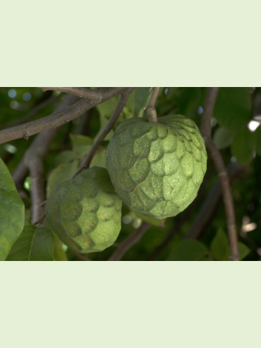 Annona cherimola fine del jete , Cherimoyo, cherimoya greffé