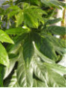 Fatsia japonica / Aralia japonica